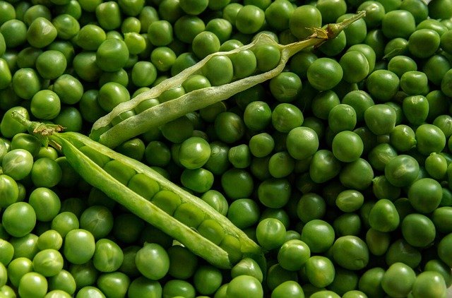 Erbsenprotein Frisch